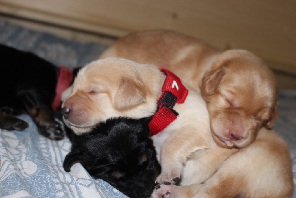 Alma_Abu_Aliah_Welpenberg