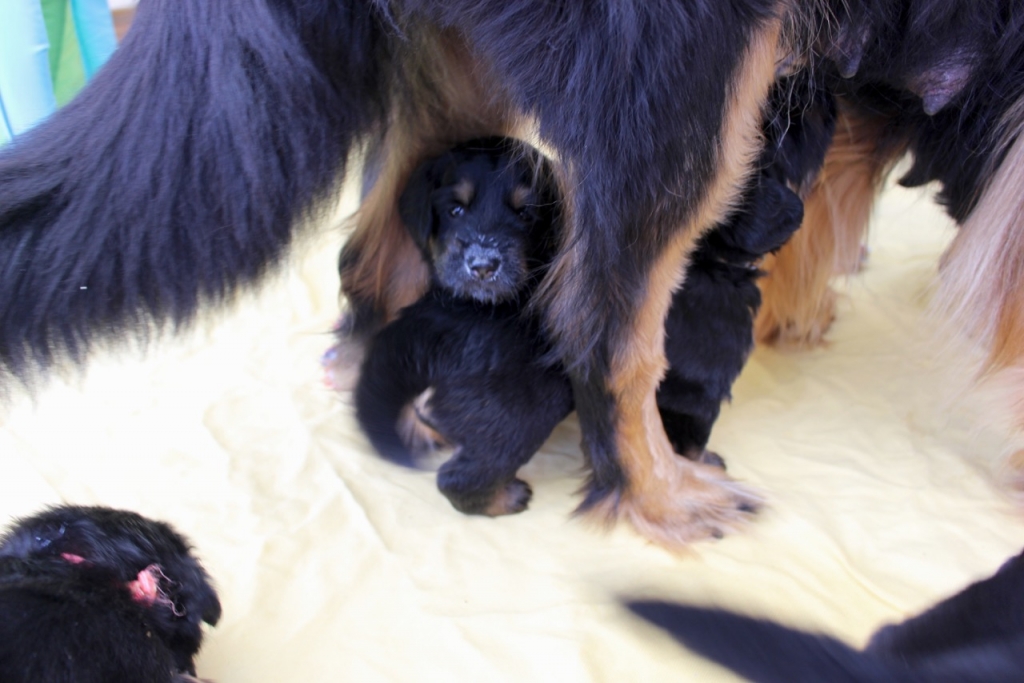 Milchnase unter Nala