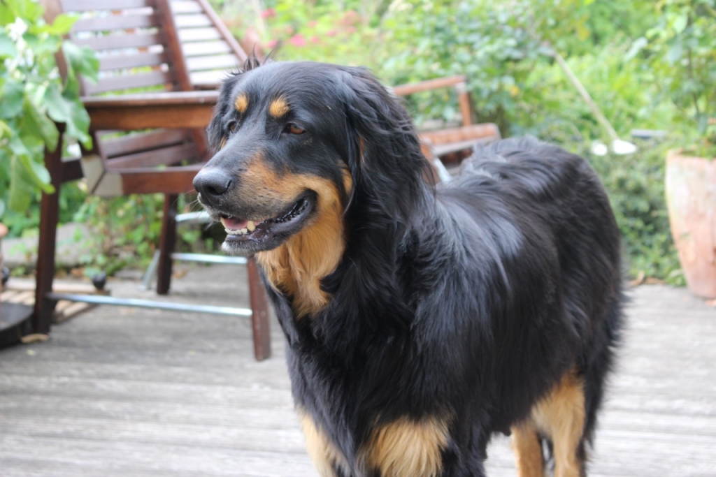 Nala schaut