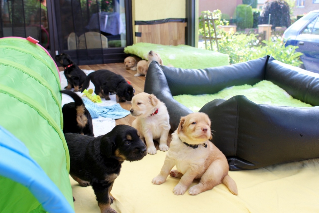 Welpenzimmer voll