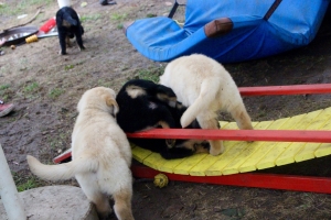 Rückenrolle für Amsel