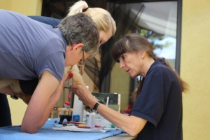 Tierarzt Blutabnahme