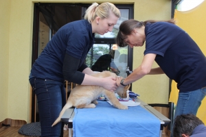 Tierarzt Untersuchung