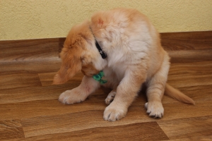 Tierarzt Verband Abnahme