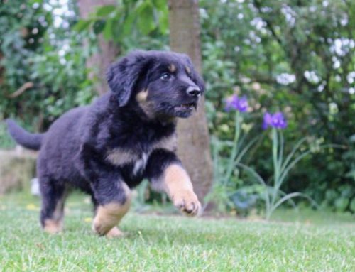 4 – Bentje ♀