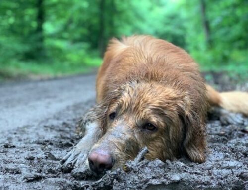 Schmuddelwetter